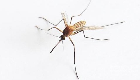 蚊子叮咬致病毒肆虐,拉美建议妇女不要怀孕,孕妇被蚊子咬有何影响？