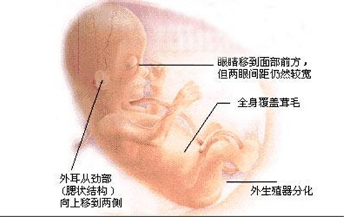 怀孕两个月胎儿有多大？怀孕两个月后孕妈妈有什么变化