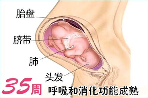怀孕35周注意事项,怀孕35周胎儿发育标准