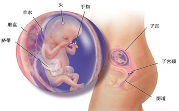 怀孕36周注意事项，36周胎儿双顶径标准