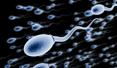 精子活力低或影响受孕，如何提高精子质量？