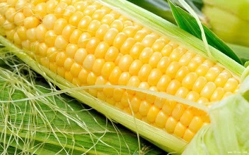 玉米须煮水真的能去胎毒吗？