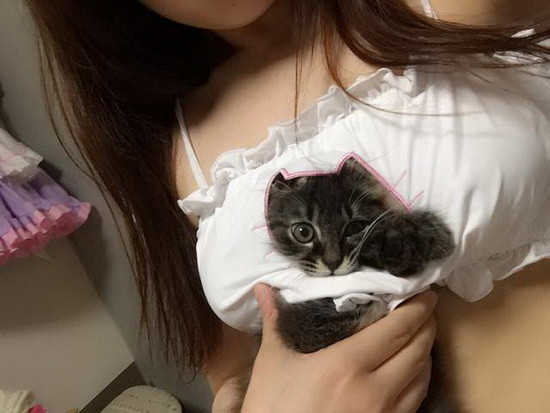 大家都知道猫剪影开胸内衣汇集了相当多的优点于一身，比方说猫耳、铃铛、开胸内衣、猫肉球、尾巴等等可以说全身都是特色，不过大家知道胸口开洞除了可以表现出性感之外还有其它用涂嘛？ 　　いなりたねこ就发现了一个相当有趣的萌用处，那就是拿来跟自家的喵星人玩耍