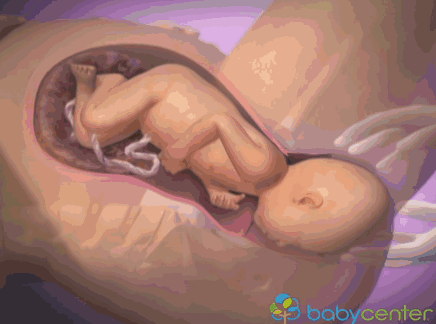 动图描绘分娩的过程，宝宝是如何生出来的？