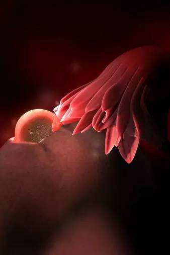怀孕周期胎儿发育过程图：从卵巢释放的卵子