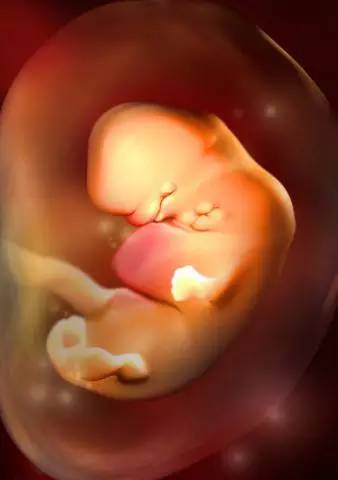 3D技术呈现怀孕周期胎儿发育过程图：怀孕第6周心脏跳动