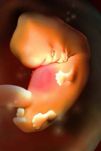 3D技术呈现怀孕周期胎儿发育过程图：怀孕第7周