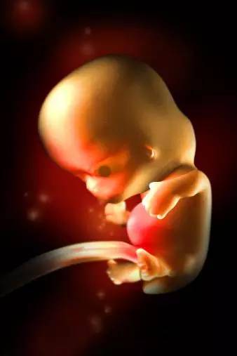 3D技术呈现怀孕周期胎儿发育过程图：怀孕第8周脑部发育
