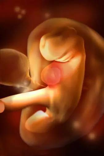 3D技术呈现出胎儿在子宫内的发育：怀孕第5周形成胚胎
