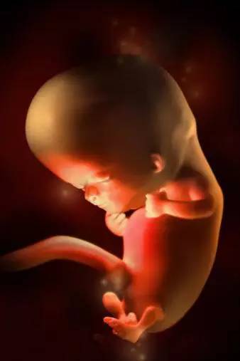 3D技术呈现怀孕周期胎儿发育过程图：怀孕10周