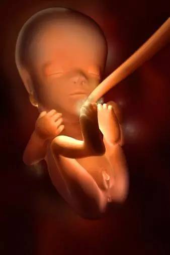 3D技术呈现怀孕周期胎儿发育过程图：怀孕11周生殖器发育(女）