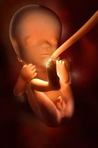 3D技术呈现怀孕周期胎儿发育过程图：怀孕11周生殖器发育(男)