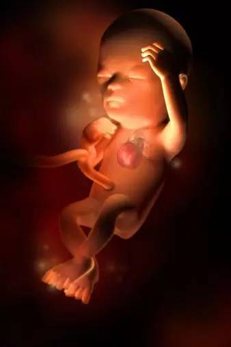 3D技术呈现怀孕周期胎儿发育过程图：怀孕14周