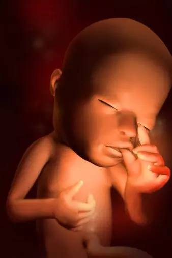 3D技术呈现怀孕周期胎儿发育过程图：怀孕15周吸允手指