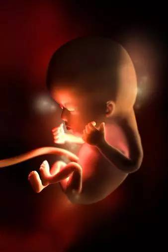 3D技术呈现怀孕周期胎儿发育过程图：怀孕12周