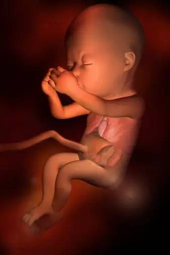 3D技术呈现怀孕周期胎儿发育过程图：怀孕17周器官发育良好
