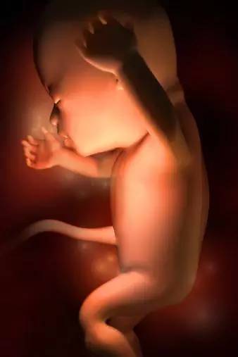 3D技术呈现怀孕周期胎儿发育过程图：怀孕16周大哈欠