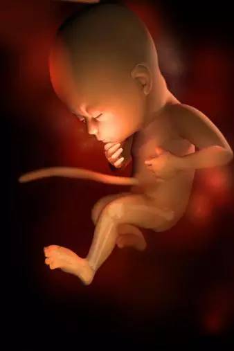 怀孕29周，胎宝宝骨骼变硬