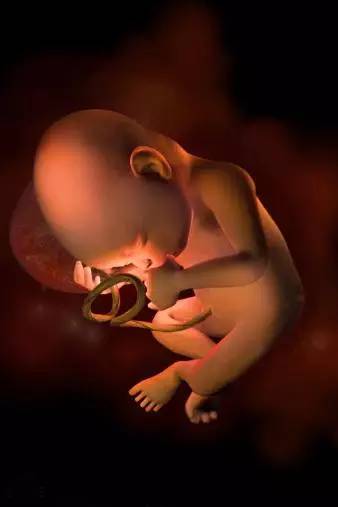 胎儿发育30周，宝宝吃大拇指