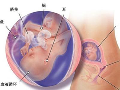 科普！怀胎十月1-40周胎儿发育过程，太震撼