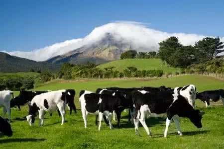 新西兰奶源的奶粉都有哪些？