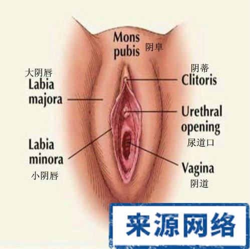女性阴道图片 生殖器官图解