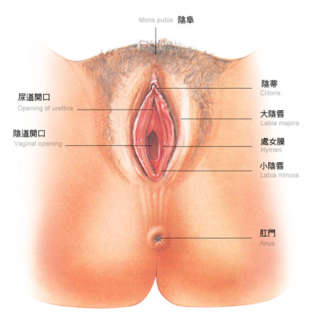 图文详解：女性外生殖器的生理构造
