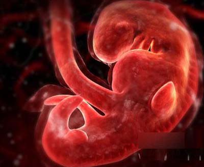 【1月胎儿发育】怀孕1月胎儿发育情况_孕1月胎儿发育情况