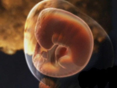 【1月胎儿发育】怀孕1月胎儿发育情况_孕1月胎儿发育情况