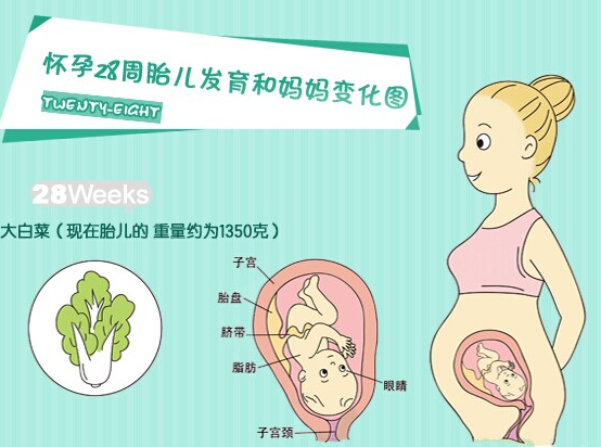 【怀孕28周】怀孕28周胎儿发育情况_怀孕28周产检