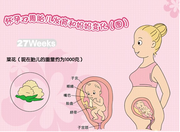 【怀孕27周】怀孕27周胎儿发育情况_怀孕27周注意事项