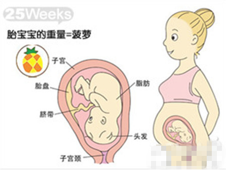 【怀孕25周】孕25周胎儿发育情况_孕25周四维彩超