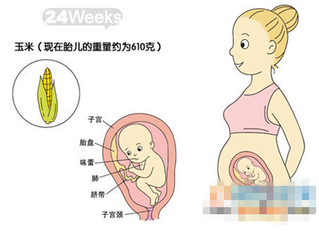 【怀孕24周】怀孕24周胎儿发育情况_怀孕24周注意事项