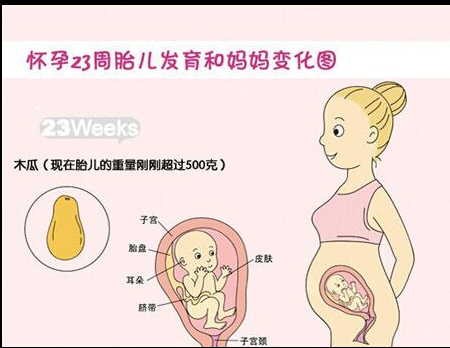 【怀孕23周】怀孕23周注意事项_怀孕23周胎儿发育情况