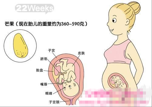 【怀孕22周】怀孕22周胎儿发育情况_怀孕22周注意什么