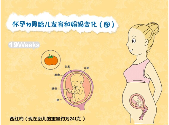 【怀孕19周】怀孕19周胎儿发育情况_怀孕19周胎儿图