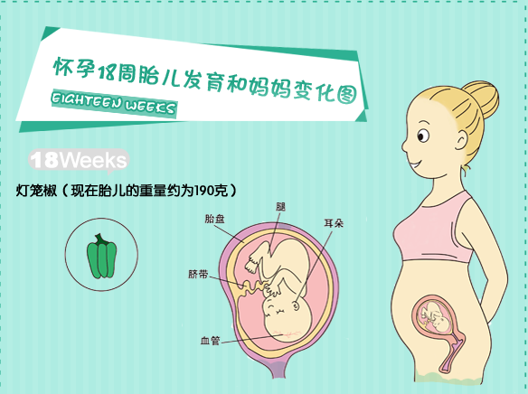 【怀孕18周】怀孕18周胎儿情况_怀孕18周胎儿图