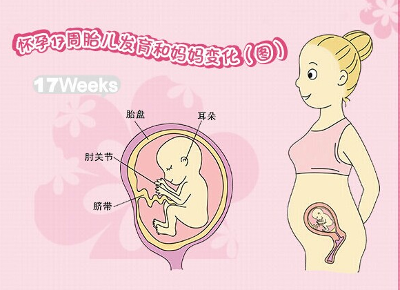 【怀孕17周】怀孕17周胎发育情况_怀孕17周胎儿图