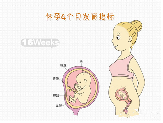 【怀孕16周】怀孕16周胎儿发育情况_怀孕16周胎儿图