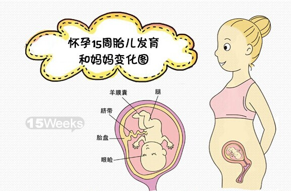 【怀孕15周】怀孕15周胎儿发育情况_怀孕15周胎儿图
