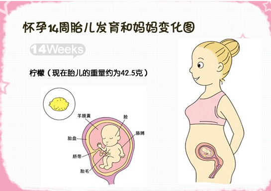 【怀孕14周】怀孕14周胎儿发育情况_怀孕14周胎儿图