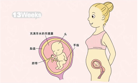 【怀孕13周】怀孕13周胎儿图_怀孕13周胎儿发育情况