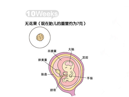 【怀孕10周】怀孕10周胎儿发育情况_怀孕10周胎儿图片