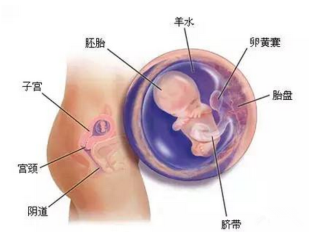 【怀孕8周】怀孕8周胎儿发育情况_怀孕8周要注意什么