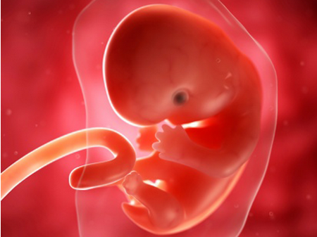 【怀孕7周】怀孕7周胎儿发育情况_怀孕7周胎儿有多大