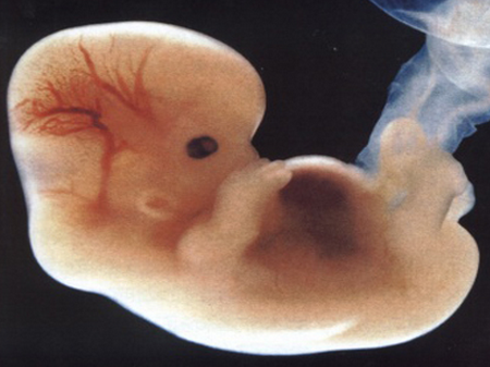 【怀孕6周】怀孕6周胎儿发育情况_怀孕6周有什么反应