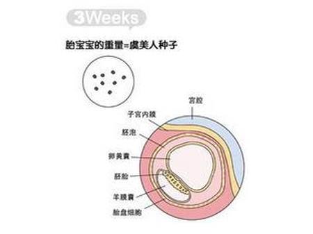 【怀孕3周】怀孕3周的症状_怀孕3周注意事项