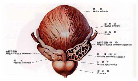 男性前列腺在什么位置图片 你对前列腺了解多少？