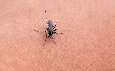 60只蚊子写作文 如何预防蚊子叮咬