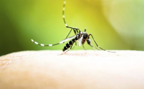 60只蚊子写作文 如何预防蚊子叮咬